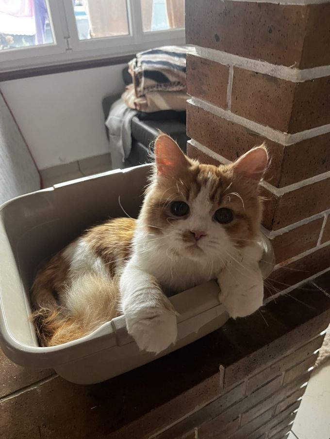 Tout a commencé avec un chat qui mâchait les câbles